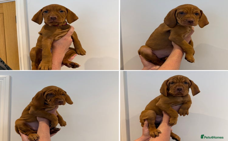 Hungarian Vizsla dogs - Advert 1