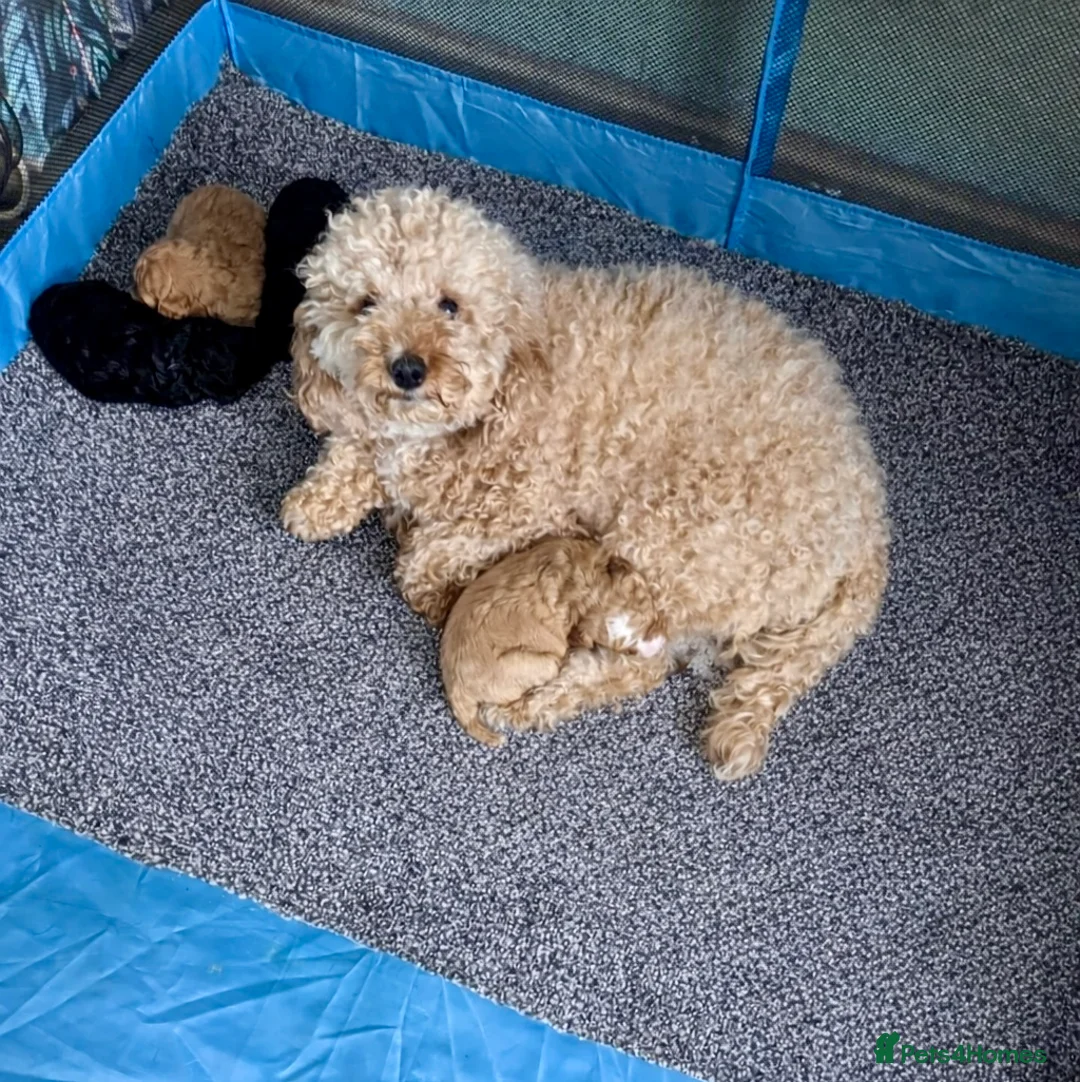 Cavapoo dogs for sale: Beautiful F1b Cavapoo's Raised in the home - Advert 6