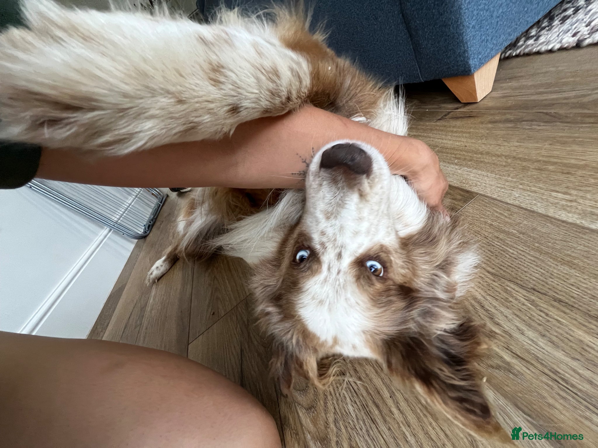 Border Collie dogs for sale: *READ ALL* New home for male Border Collie - Advert 3