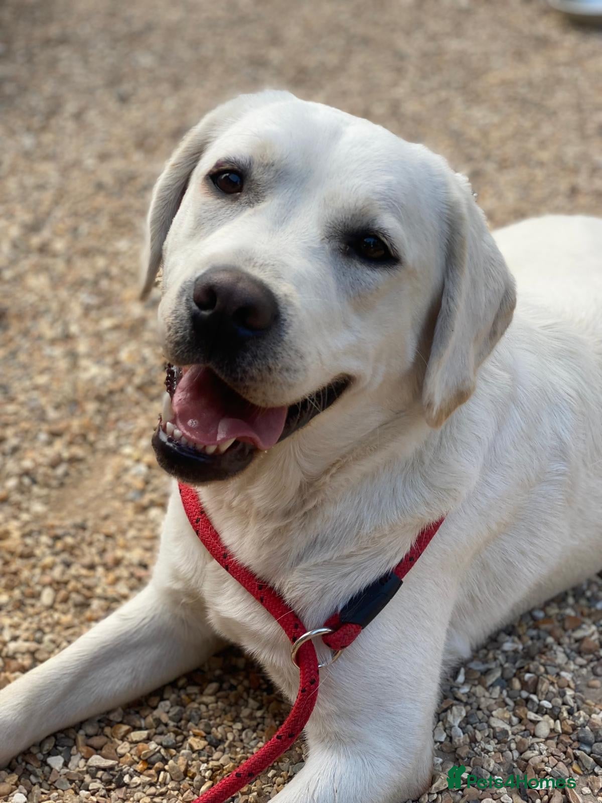 Labrador Retriever dogs Beautiful Cream KC Labrador Puppies - Advert 2