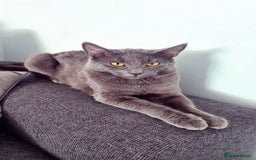 Mixed Breed cats for sale: 4 beautiful kittens left  - Image 6