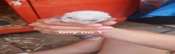 Ferret rodents for sale: Baby Ferret kits look at description!  - Advert 10