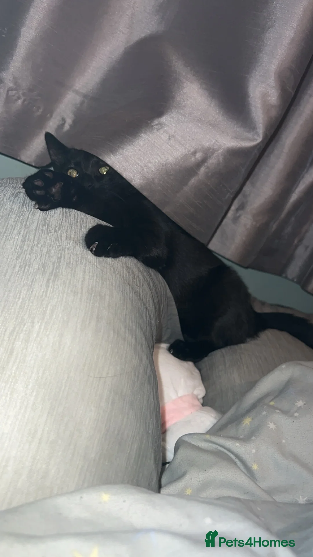 Mixed Breed cats for sale: Lovely temperament black cat  - Advert 5