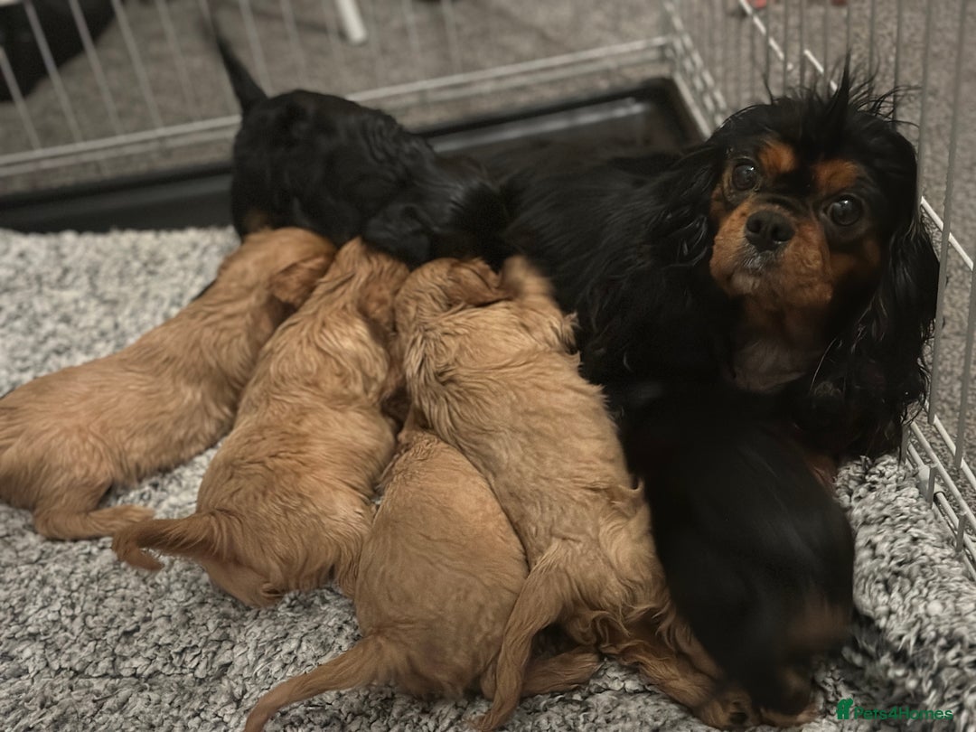 Cavalier King Charles Spaniel dogs for sale: Cavalier King Charles Spaniel Pups KC Reg - Advert 12