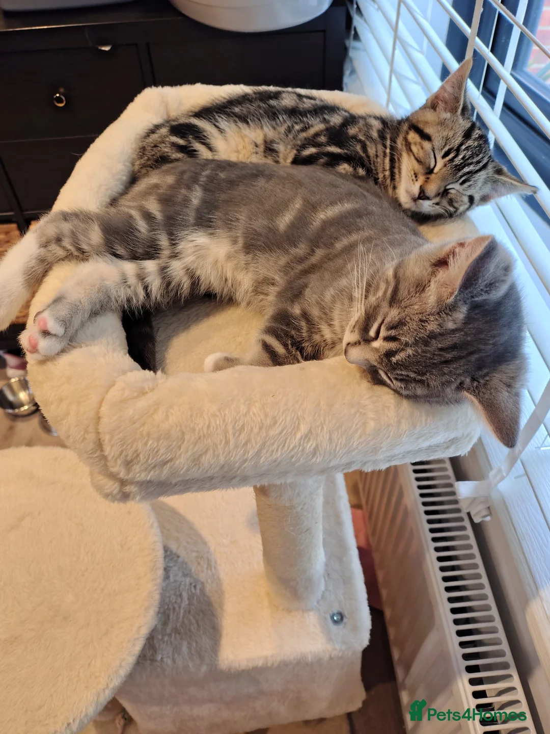 Mixed Breed cats for sale: Adorable Male Tabby Kittens for Sale 🐾 in Bordon - Advert 1