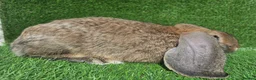 French Lop rabbits for sale: French lops 1 buck 2 does - Advert 5