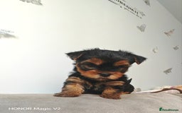 Yorkshire Terrier dogs for sale: 2 Beautiful Yorkshire Terrier Puppy Boys.  - Image 4