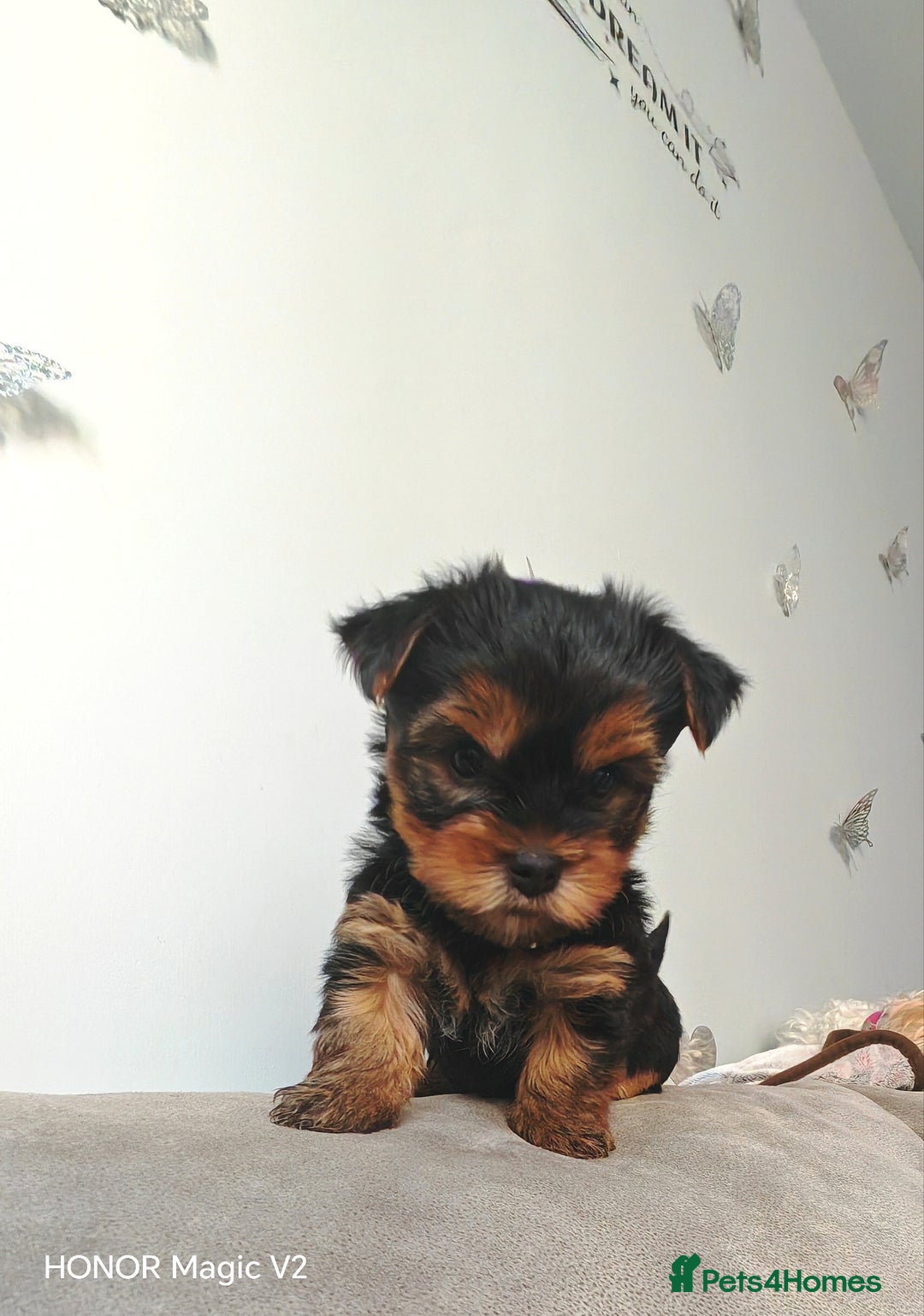 Yorkshire Terrier dogs for sale: 2 Beautiful Yorkshire Terrier Puppy Boys.  - Image 4