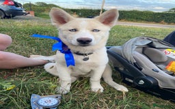 Siberian Husky dogs for sale: River for sale  - Image 1