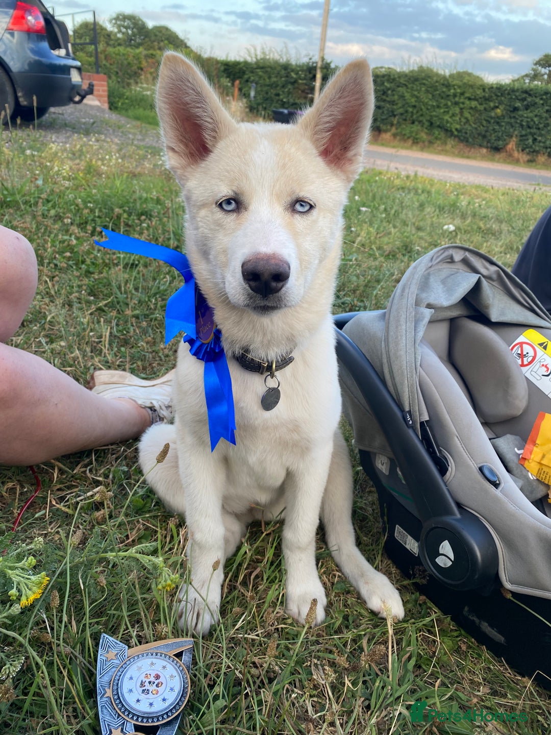 Siberian Husky dogs for sale: River for sale  - Image 1