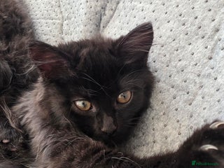 Mixed Breed cats - Advert 1