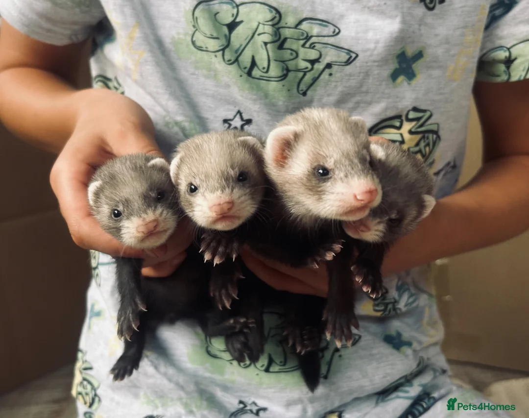 Ferret rodents for sale: 3/4 micro ferret kits Jills & Hobs in Doncaster - Advert 1