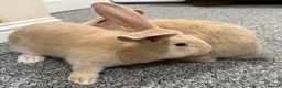 Continental Giant rabbits for sale: 3 PURE CONTINENTAL GIANT RABBITS - Advert 5