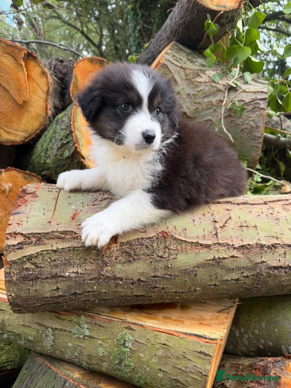 Australian Shepherd dogs Kc Australia shepherd puppies health test parents - Advert 2
