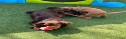 Cocker Spaniel dogs for sale: 🐶KC REGISTERED COCKER SPANIEL PUPPYS DUE SOON  - Advert 2
