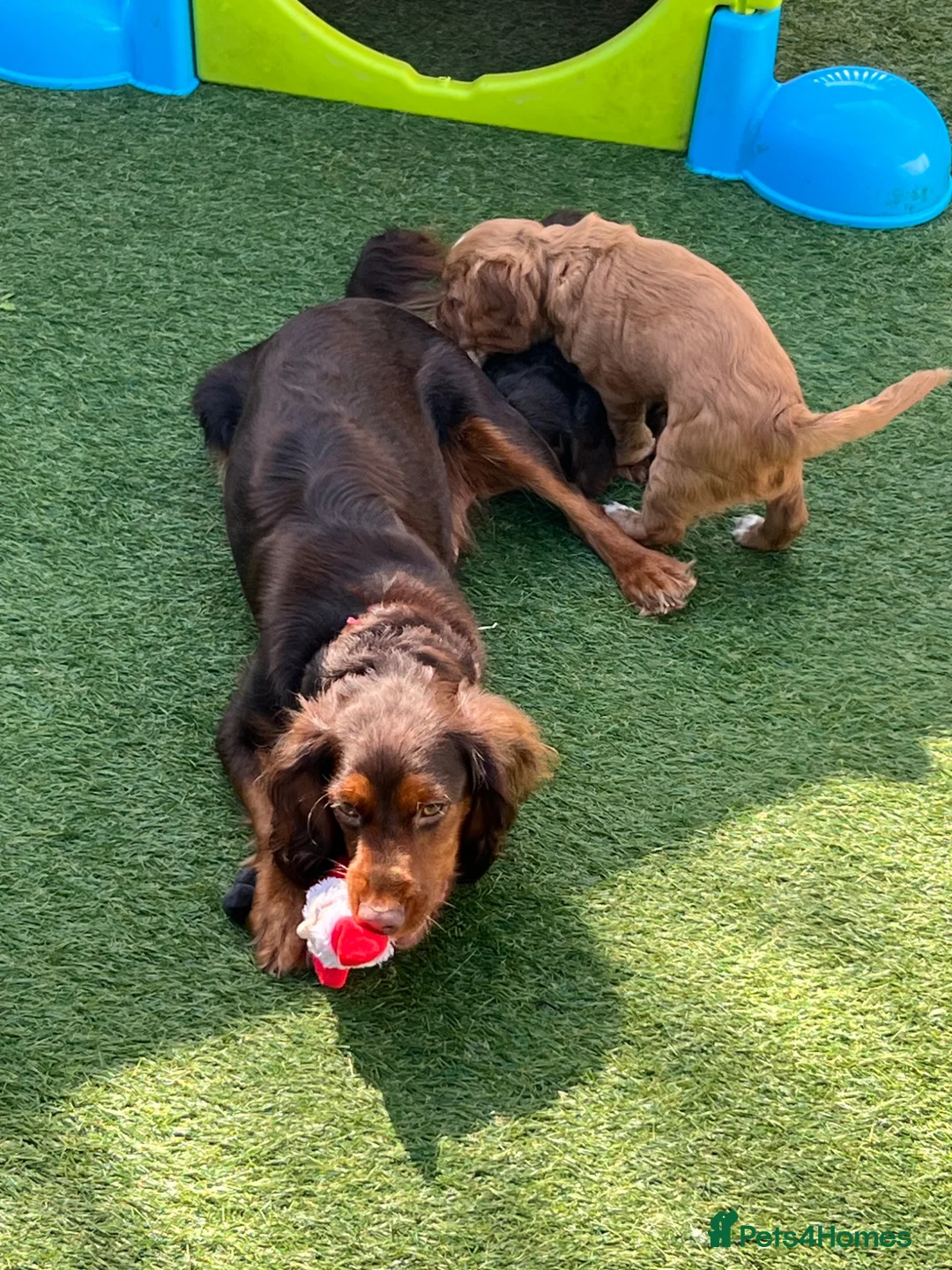 Cocker Spaniel dogs for sale: 🐶KC REGISTERED COCKER SPANIEL PUPPYS DUE SOON  - Advert 2