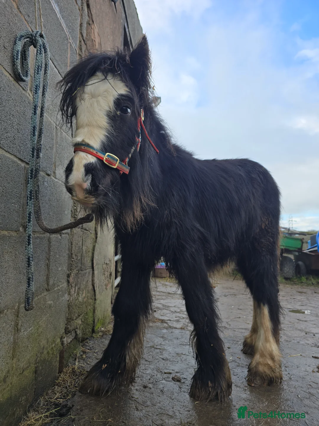 Irish Cob horses for sale: Beautiful 6mth Blagdon Filly - Advert 11