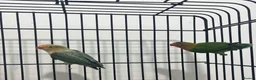 Conures birds for sale: Rare Colour Young Indian Ringneck Parrot & Conures - Advert 9