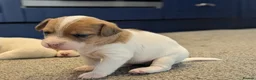 Jack Russell dogs for sale: Jack Russell Puppies - Advert 18