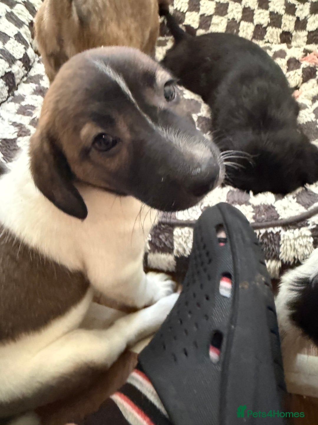Mixed Breed dogs for sale: 4beautiful terrierxGerman ShepherdxLabrador puppy - Image 5
