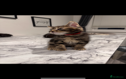 Mixed Breed cats for sale: Maine coon / Tabby kittens - Image 4