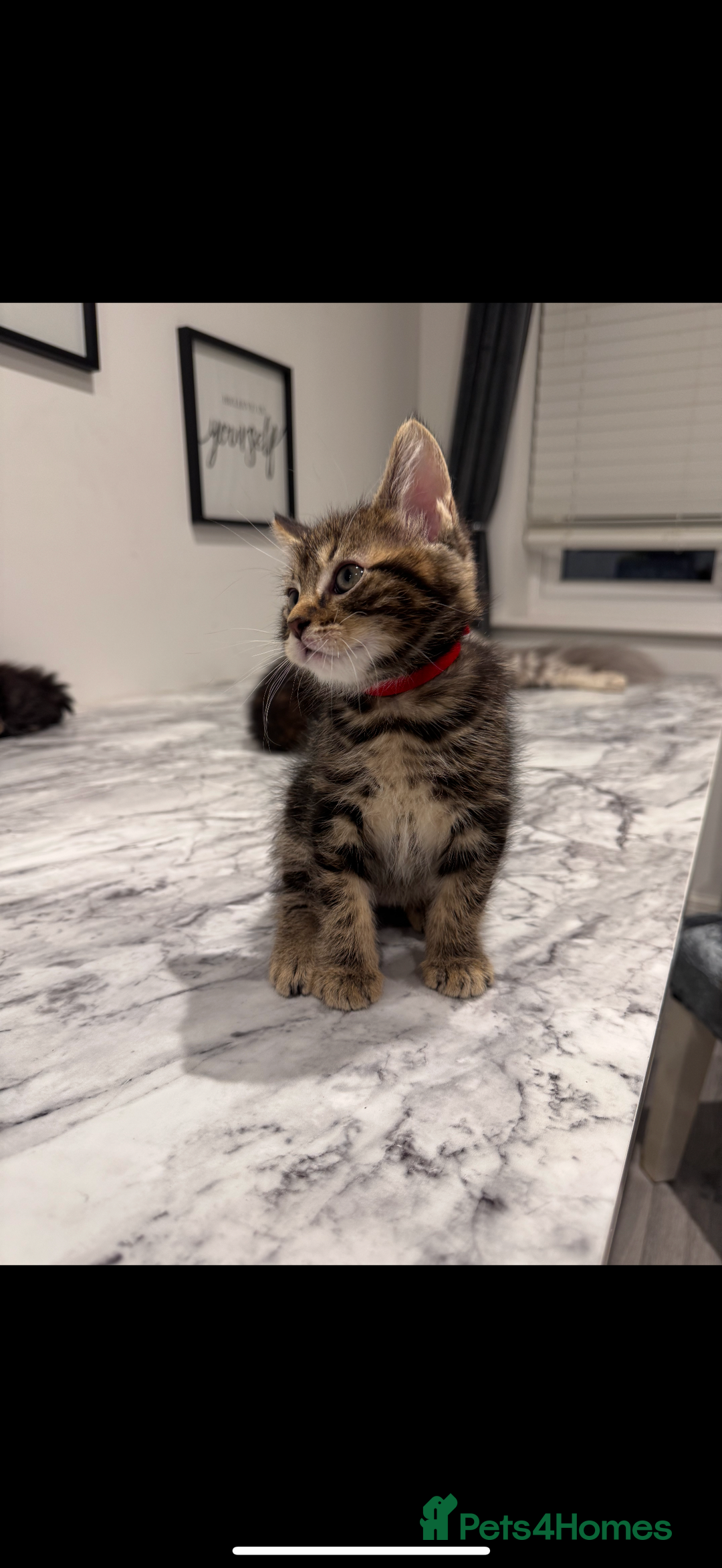 Mixed Breed cats for sale: Maine coon / Tabby kittens - Image 4
