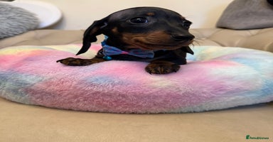 Miniature Dachshund dogs - Advert 8