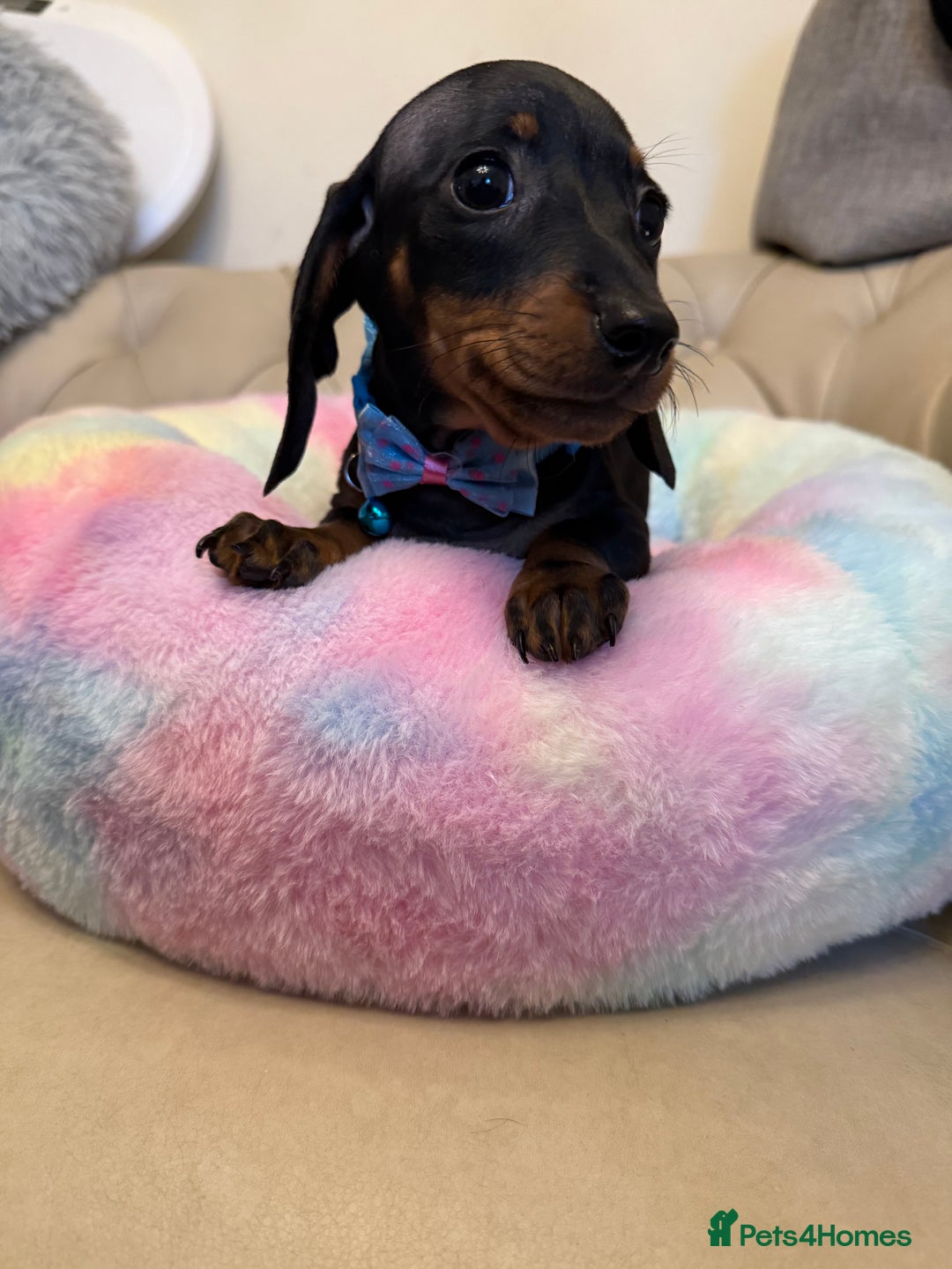 Miniature Dachshund dogs for sale: Miniature Dachshund Male Black & Tan Puppy  - Image 3