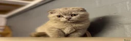 Scottish Fold cats for sale: 🐾Boy Kitten available 🐾 in Hitchin - Advert 13