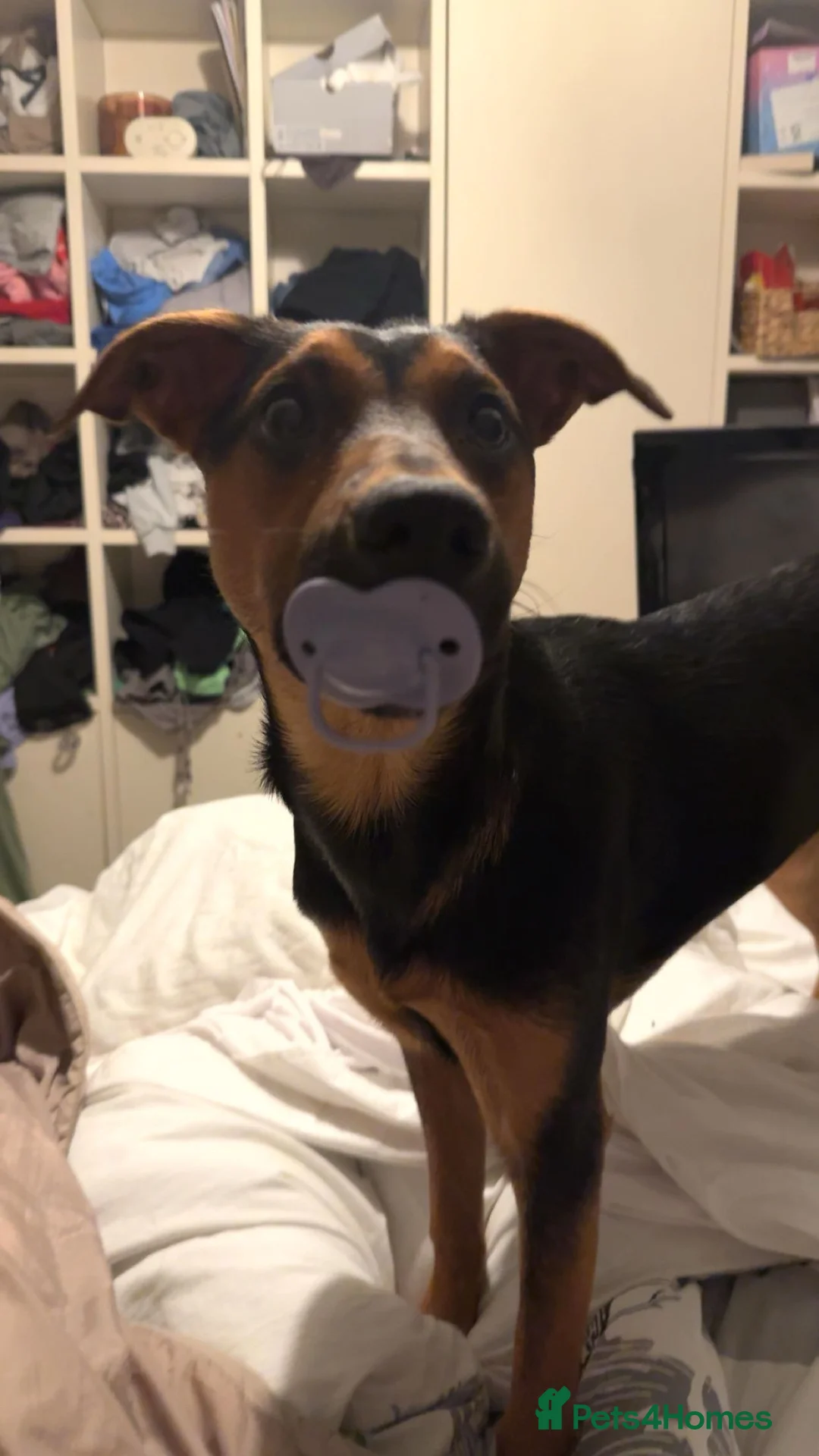 Mixed Breed dogs for sale: Huntaway x Kelpie - Advert 4