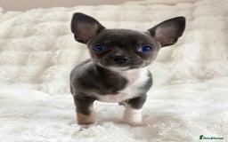 Chihuahua dogs for sale: Rare Grey & White Beauty with Blue-Toned Eyes  - Image 2