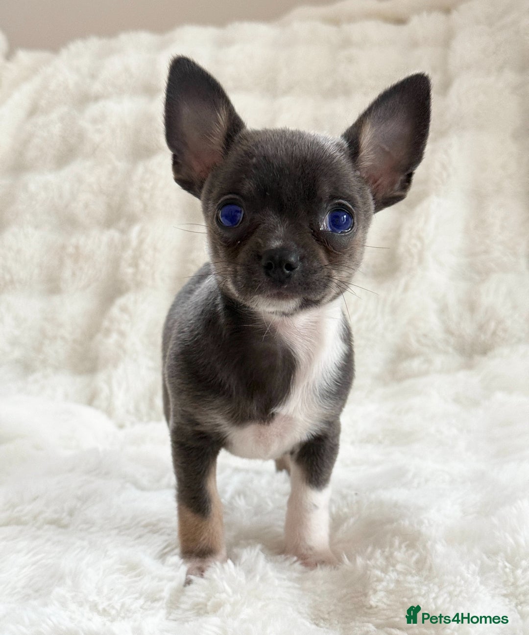 Chihuahua dogs for sale: Rare Grey & White Beauty with Blue-Toned Eyes  - Image 2