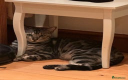 Mixed Breed cats for sale: URGENT: REHOMING NEEDED FOR MIXED BENGALS - Advert 2