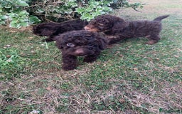 Cockapoo dogs for sale: Stunning F1B Cockapoo puppies  - Image 8