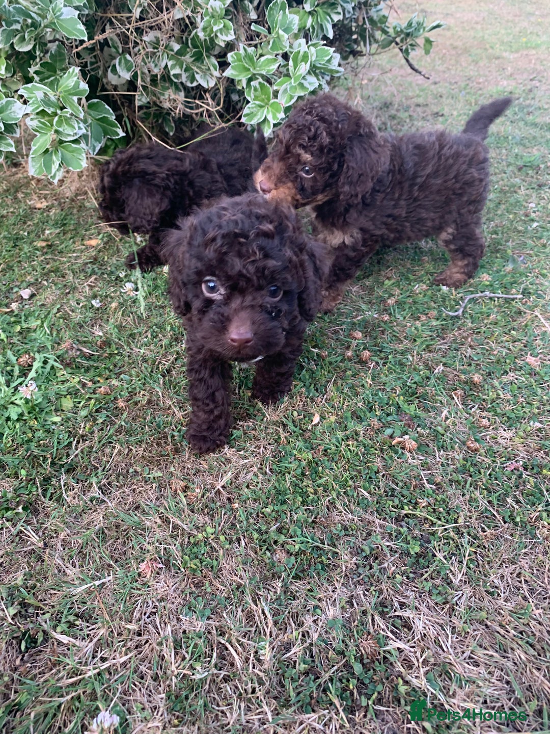Cockapoo dogs for sale: Stunning F1B Cockapoo puppies  - Image 8