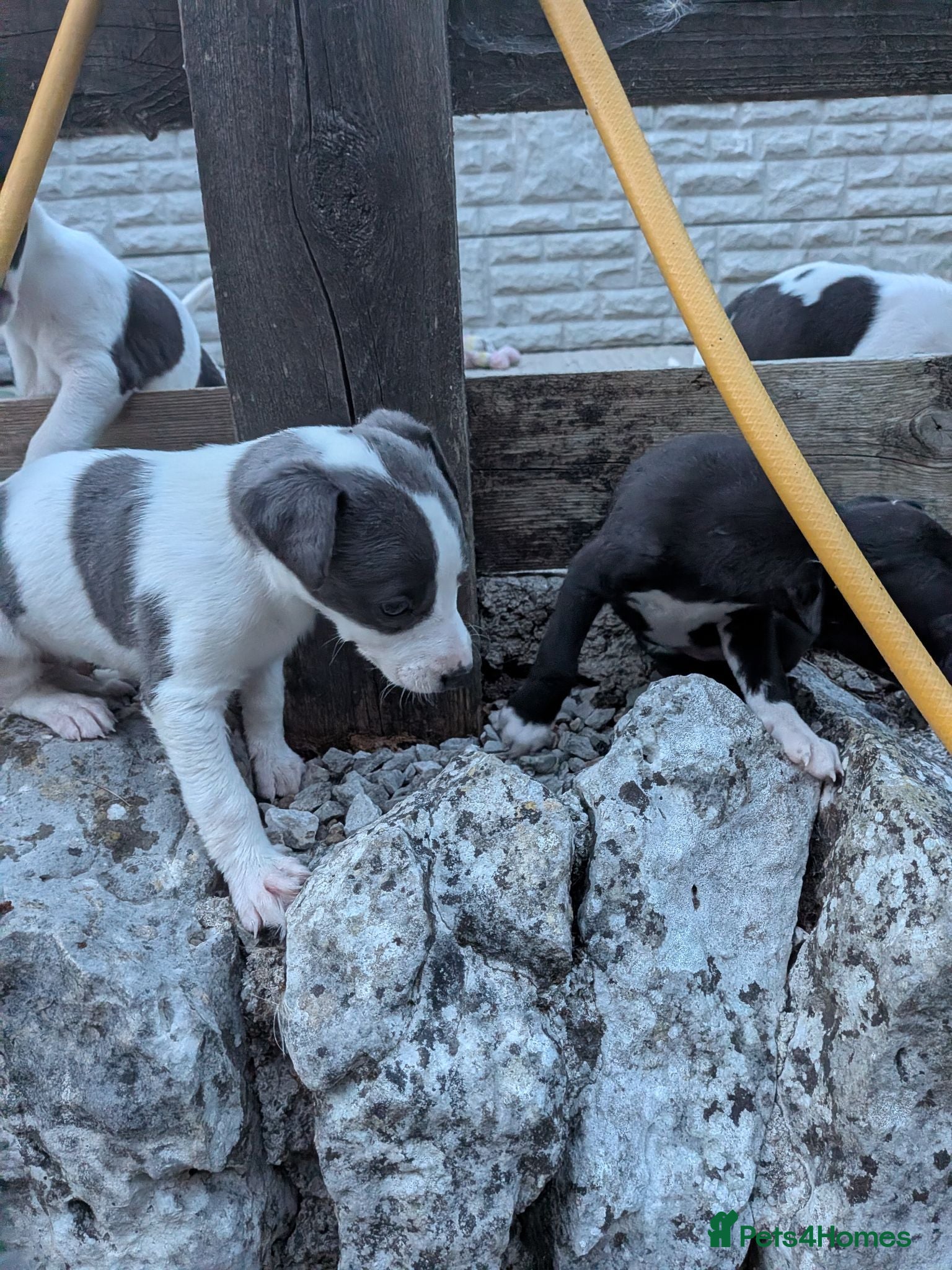 Whippet dogs KC REGISTERED WHIPPET PUPPIES – READY 31ST AUGUST - Advert 10