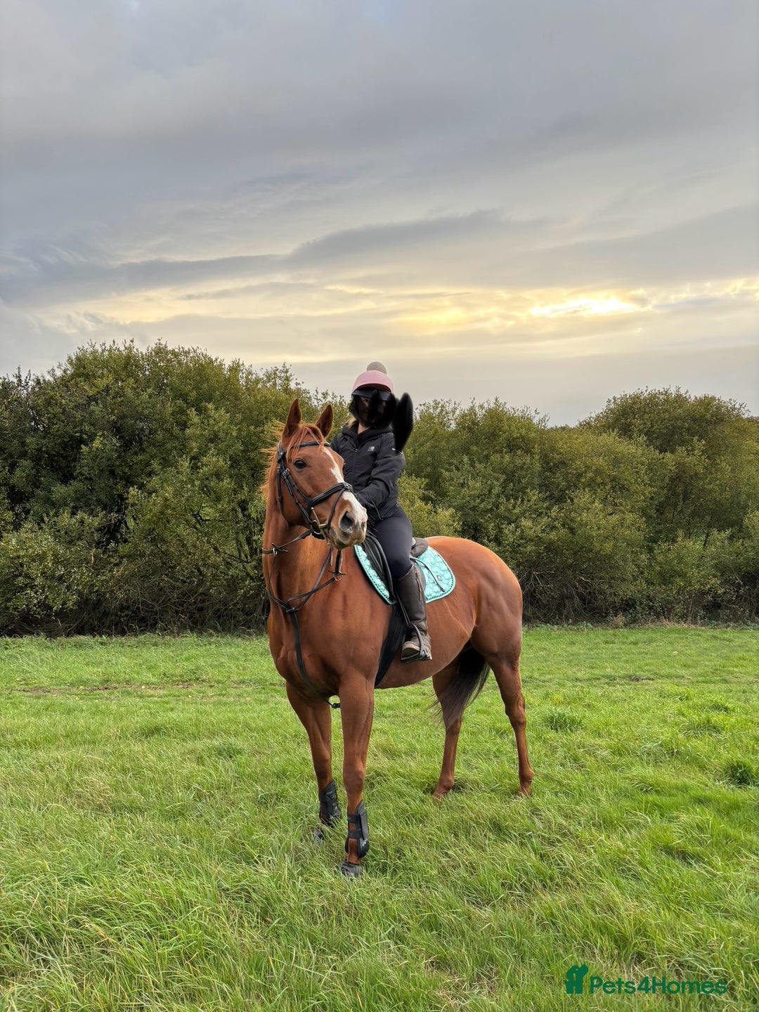 English Thoroughbred horses for sale: 16.2 Chestnut TB Mare - Advert 1
