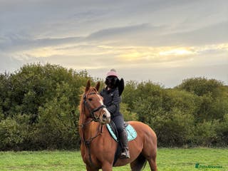 English Thoroughbred horses 16.2 Chestnut TB Mare - Advert 6