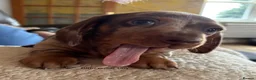 Miniature Dachshund dogs for sale: Gorgeous Litter of Miniature Dachshund Puppies - Advert 33