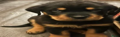 Rottweiler boy 3