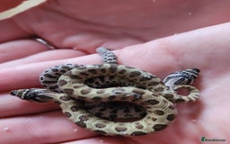 Gecko reptiles for sale: Crested Gecko Gargoyle &  Leachianus Gecko  in Wigston - Image 12