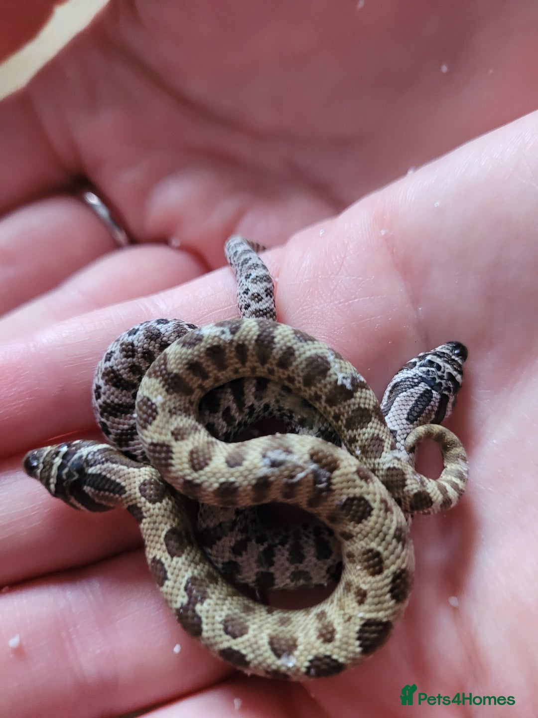 Gecko reptiles for sale: Crested Gecko Gargoyle &  Leachianus Gecko  in Wigston - Image 12