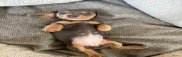 Miniature Dachshund dogs for sale:  Ready now PRA clear Miniature dachshunds - Advert 7