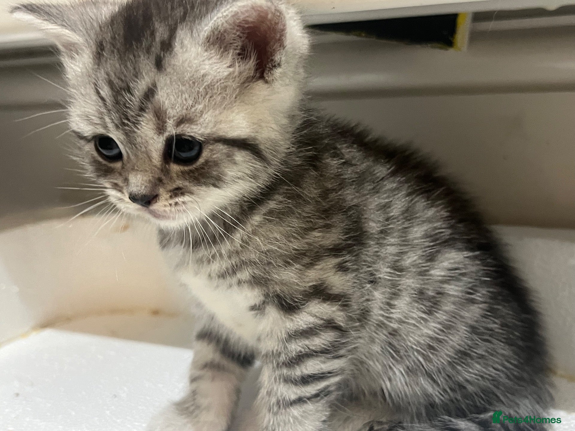 American Shorthair cats for sale: Beautiful BSH Kittens for sales  - Advert 3