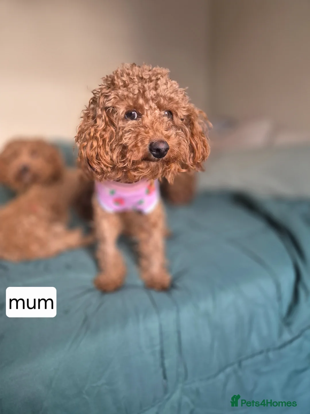Toy Poodle dogs for sale: Toy poodles - Advert 2