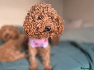 Toy Poodle dogs Toy poodles - Advert 2