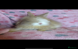 Angora rabbits for sale: Gorgeous fluffy little angora baby bunnies - Image 7