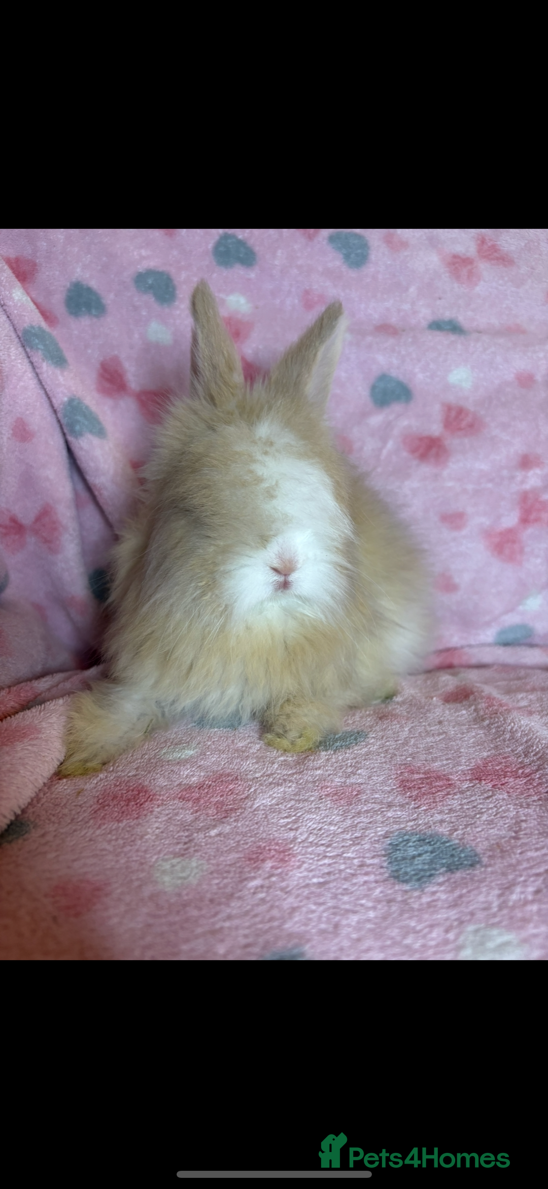 Angora rabbits for sale: Gorgeous fluffy little angora baby bunnies - Image 7