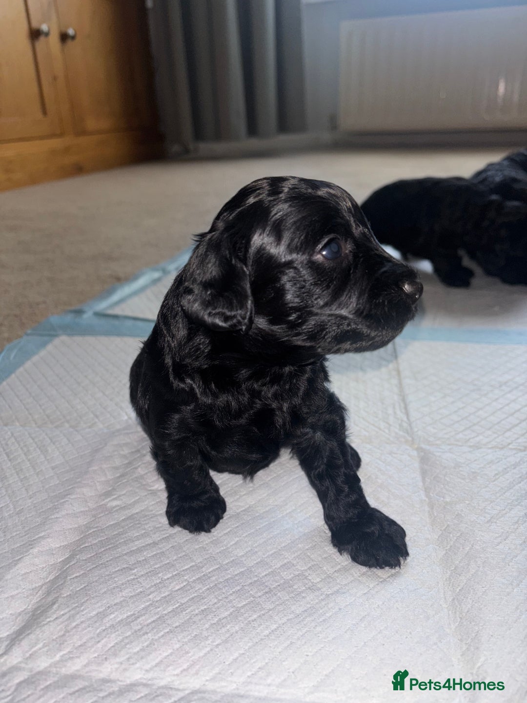 Cockapoo dogs for sale: Cockapoo Puppies - Advert 5