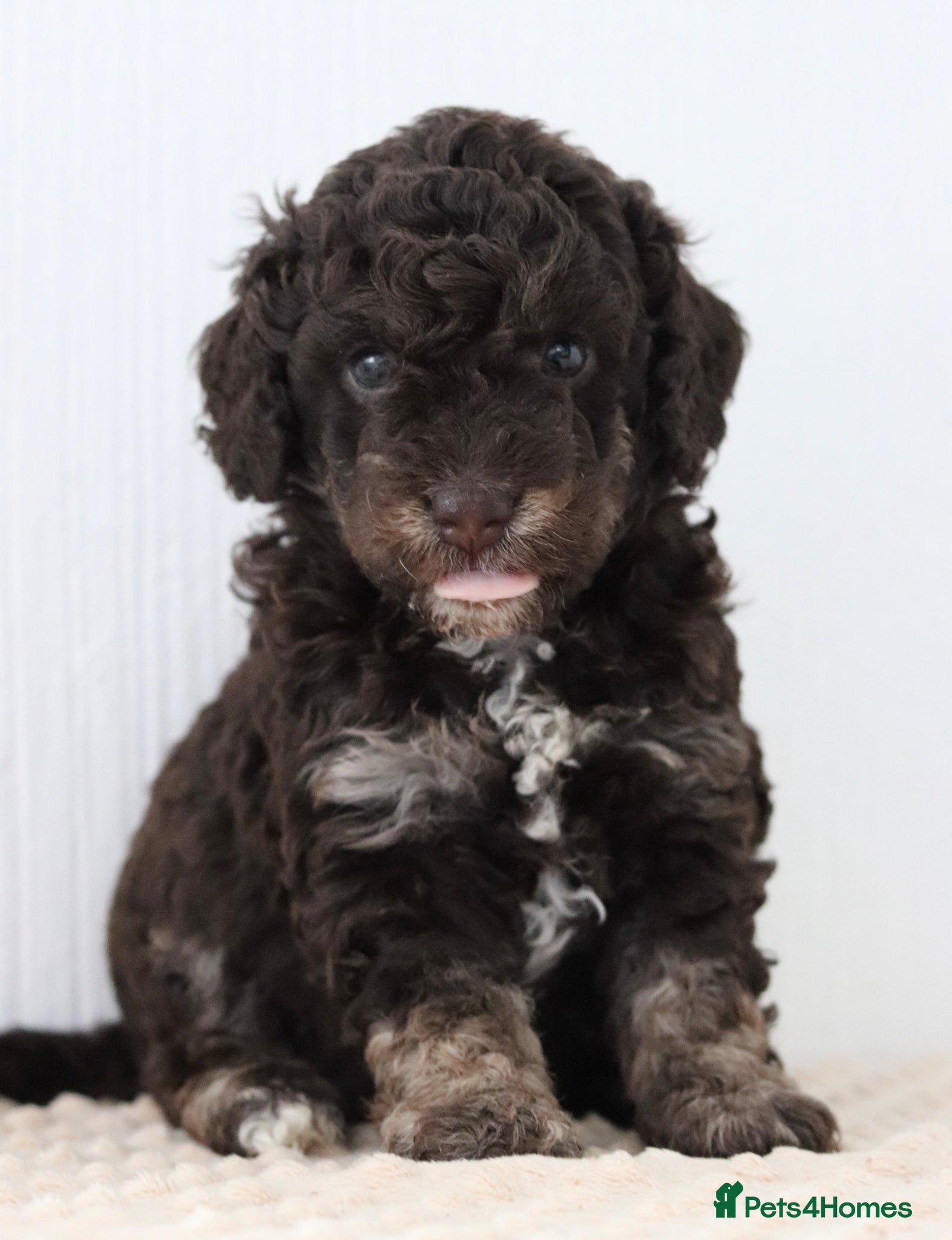 Cockapoo dogs Stunning last phantom cockapoo - one female  - Advert 12